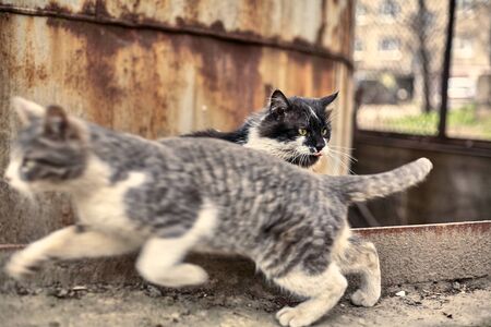 Homeless street cat close-up. Stock photo of a stray spotted cat. Dirty cat. The concept of protecting stray animals. Abandoned urban background.の写真素材