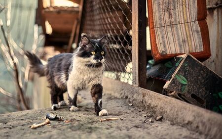 Homeless street cat close-up. Stock photo of a stray spotted cat. Dirty cat. The concept of protecting stray animals. Abandoned urban background.の写真素材