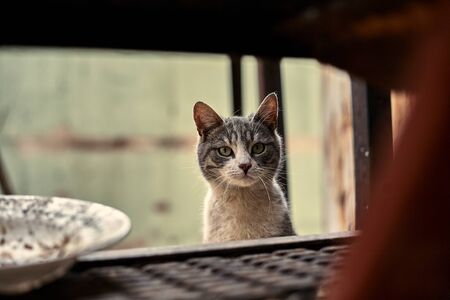Homeless street cat close-up. Stock photo of a stray spotted cat. Dirty cat. The concept of protecting stray animals. Abandoned urban background.の写真素材