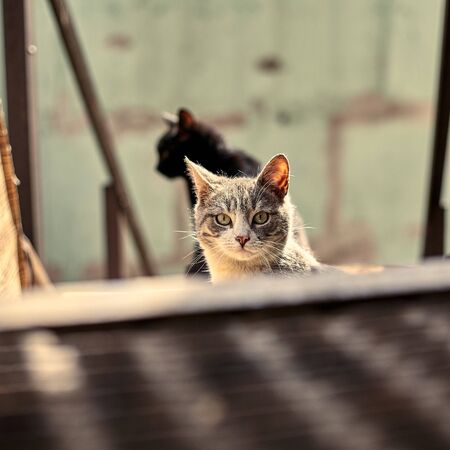 Homeless street cat close-up. Stock photo of a stray spotted cat. Dirty cat. The concept of...
