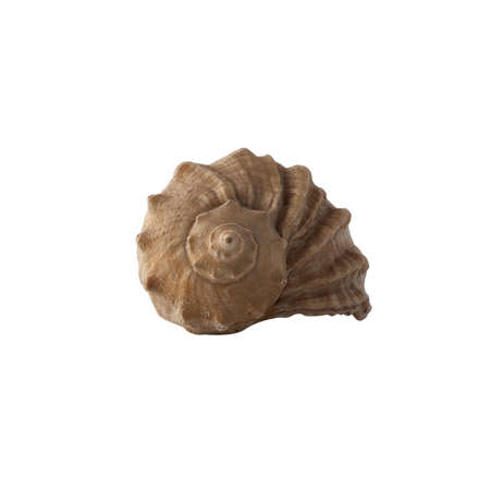 Seashell isolated on white background.の写真素材
