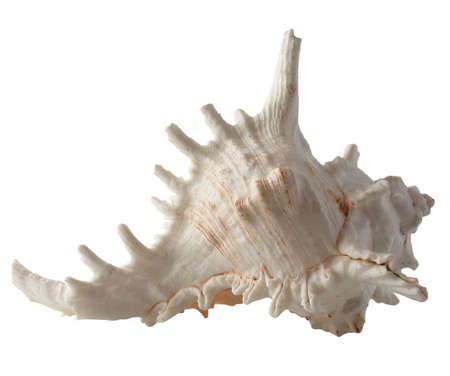 Seashell isolated on white background.の写真素材
