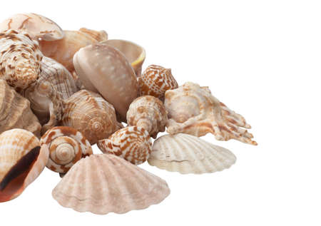 Group of seashells isolated on white background.の写真素材
