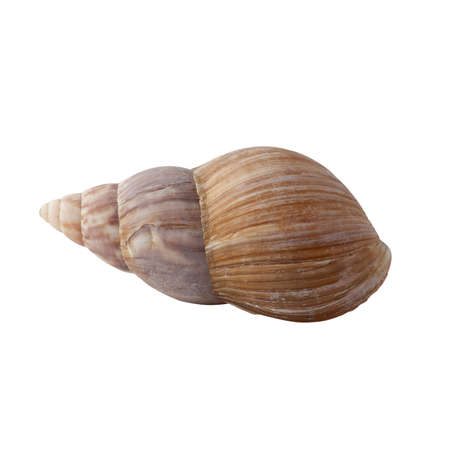 Seashell isolated on white background.の写真素材