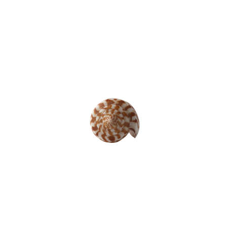 Seashell isolated on white background.の写真素材