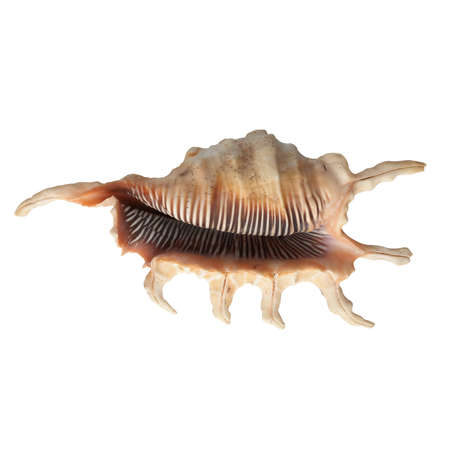 Seashell isolated on white background.の写真素材