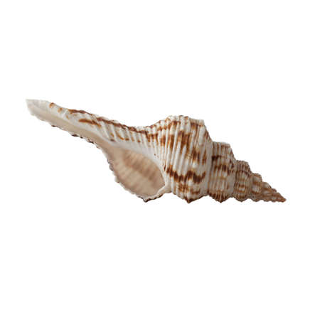Seashell isolated on white background.の写真素材