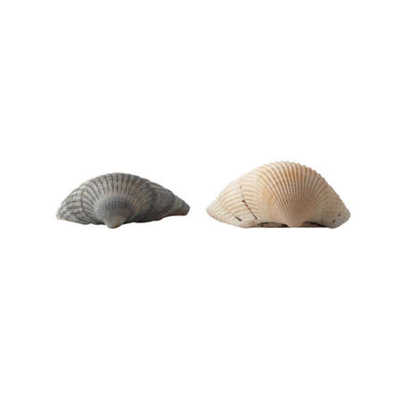 Seashell isolated on white background.の写真素材