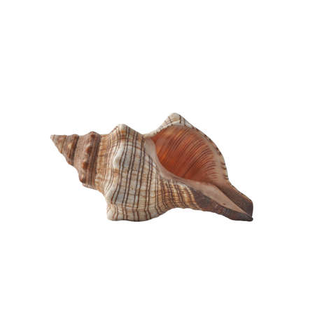 Seashell isolated on white background.の写真素材
