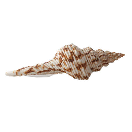 Seashell isolated on white background.の写真素材