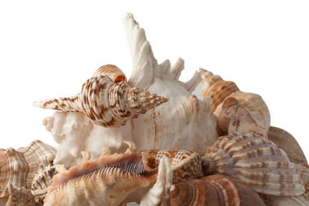 Group of seashells isolated on white background.の写真素材