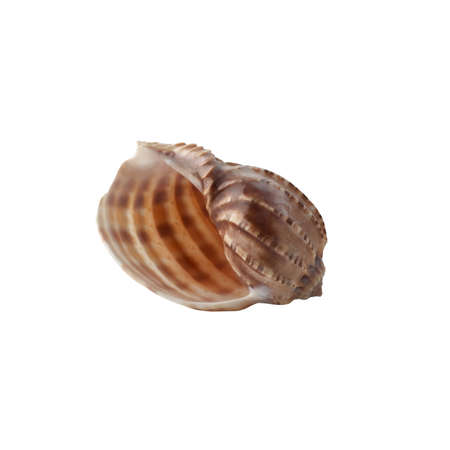 Seashell isolated on white background.の写真素材