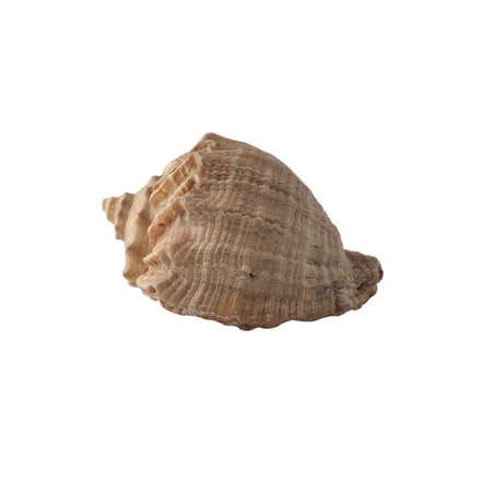 Seashell isolated on white background.の写真素材