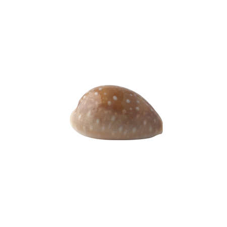 Seashell isolated on white background.の写真素材