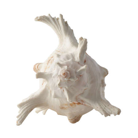Seashell isolated on white background.の写真素材