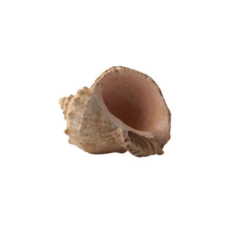 Seashell isolated on white background.の写真素材