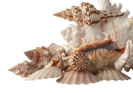 Group of seashells isolated on white background.の写真素材