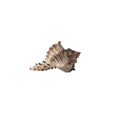 Seashell isolated on white background.の写真素材
