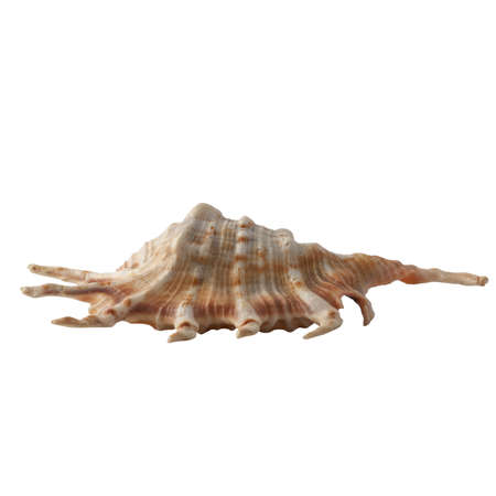 Seashell isolated on white background.の写真素材