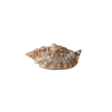 Seashell isolated on white background.の写真素材