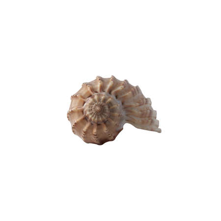 Seashell isolated on white background.の写真素材