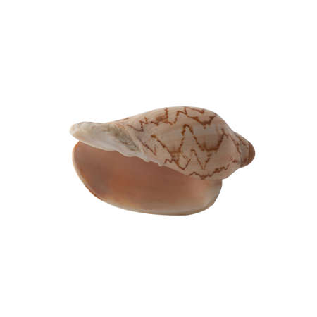 Seashell isolated on white background.の写真素材