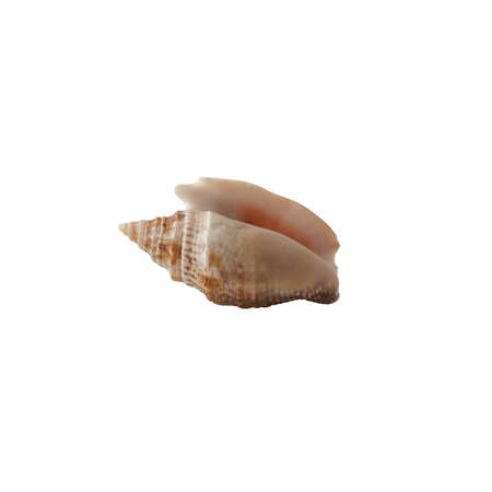 Seashell isolated on white background.