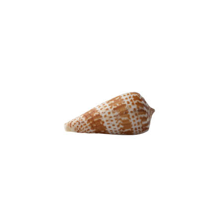 Seashell isolated on white background.の写真素材
