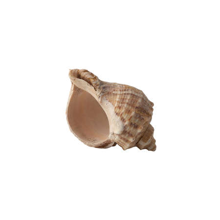 Seashell isolated on white background.の写真素材