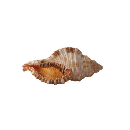 Seashell isolated on white background.の写真素材