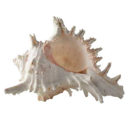 Seashell isolated on white background.の写真素材