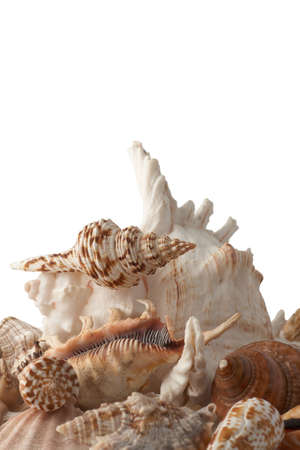 Group of seashells isolated on white background.の写真素材