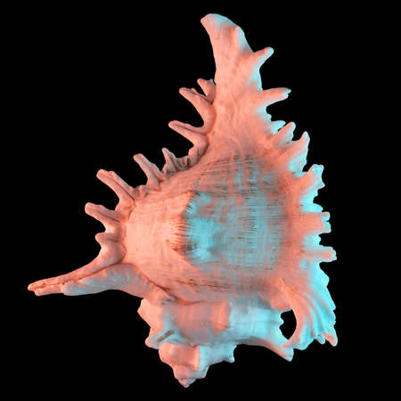White seashell isolated on black background.の写真素材