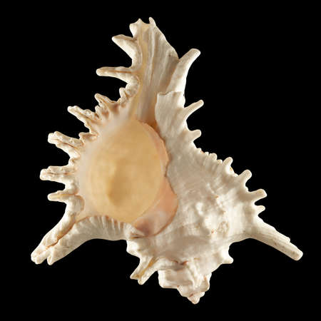 White seashell isolated on black background.の写真素材