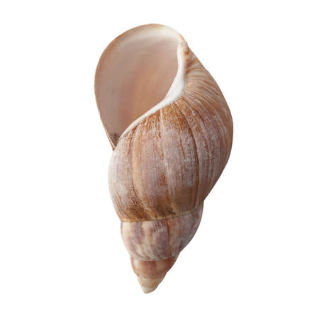 Seashell isolated on white background top view.