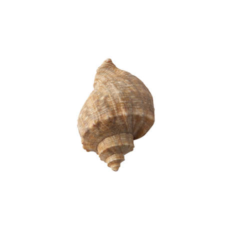 Seashell isolated on white background top view.の写真素材