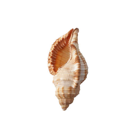 Seashell isolated on white background top view.の写真素材