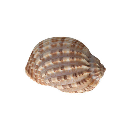 Seashell isolated on white background top view.の写真素材