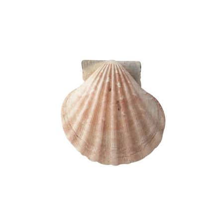 Seashell isolated on white background top view.の写真素材