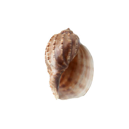 Seashell isolated on white background top view.
