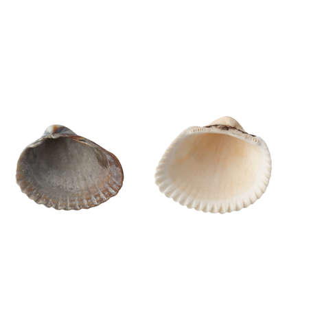 Seashell isolated on white background top view.の写真素材