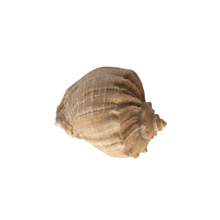 Seashell isolated on white background top view.の写真素材