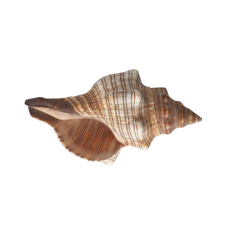 Seashell isolated on white background top view.の写真素材