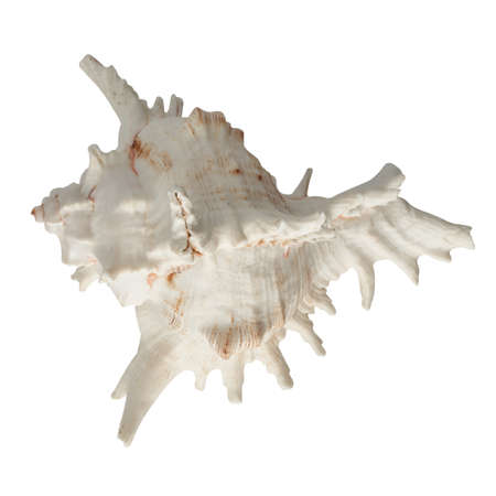 Seashell isolated on white background top view.の写真素材