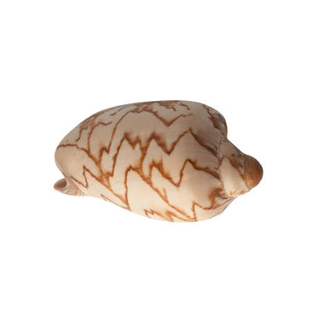 Seashell isolated on white background top view.の写真素材