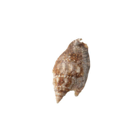 Seashell isolated on white background top view.の写真素材