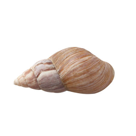 Seashell isolated on white background top view.の写真素材