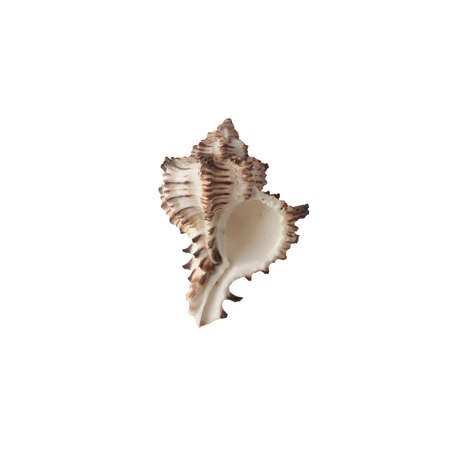 Seashell isolated on white background top view.の写真素材