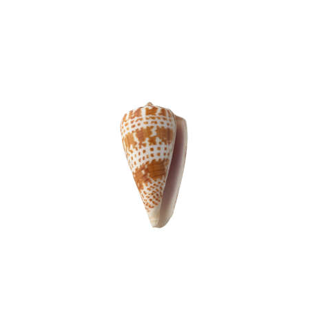 Seashell isolated on white background top view.の写真素材
