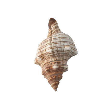 Seashell isolated on white background top view.の写真素材